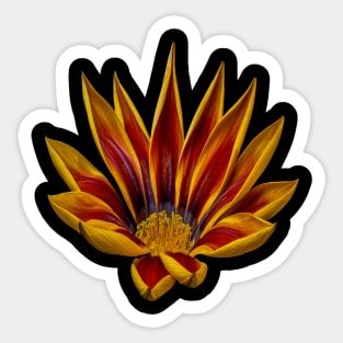 Gazania Rigans Cut Out Sticker